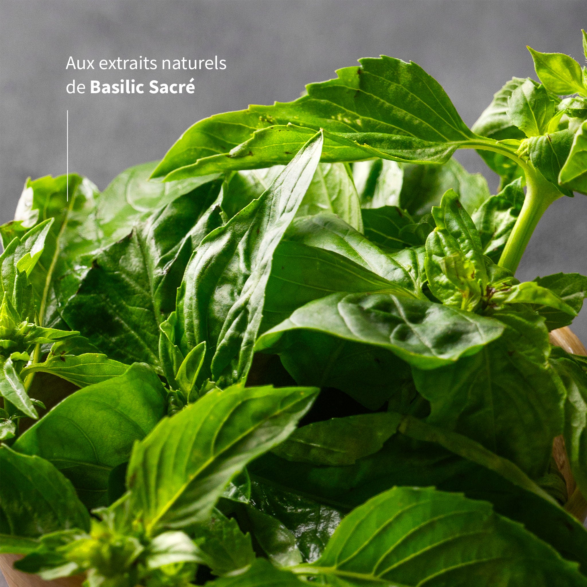 Basilic Sacré Fort (60) Anti-stress