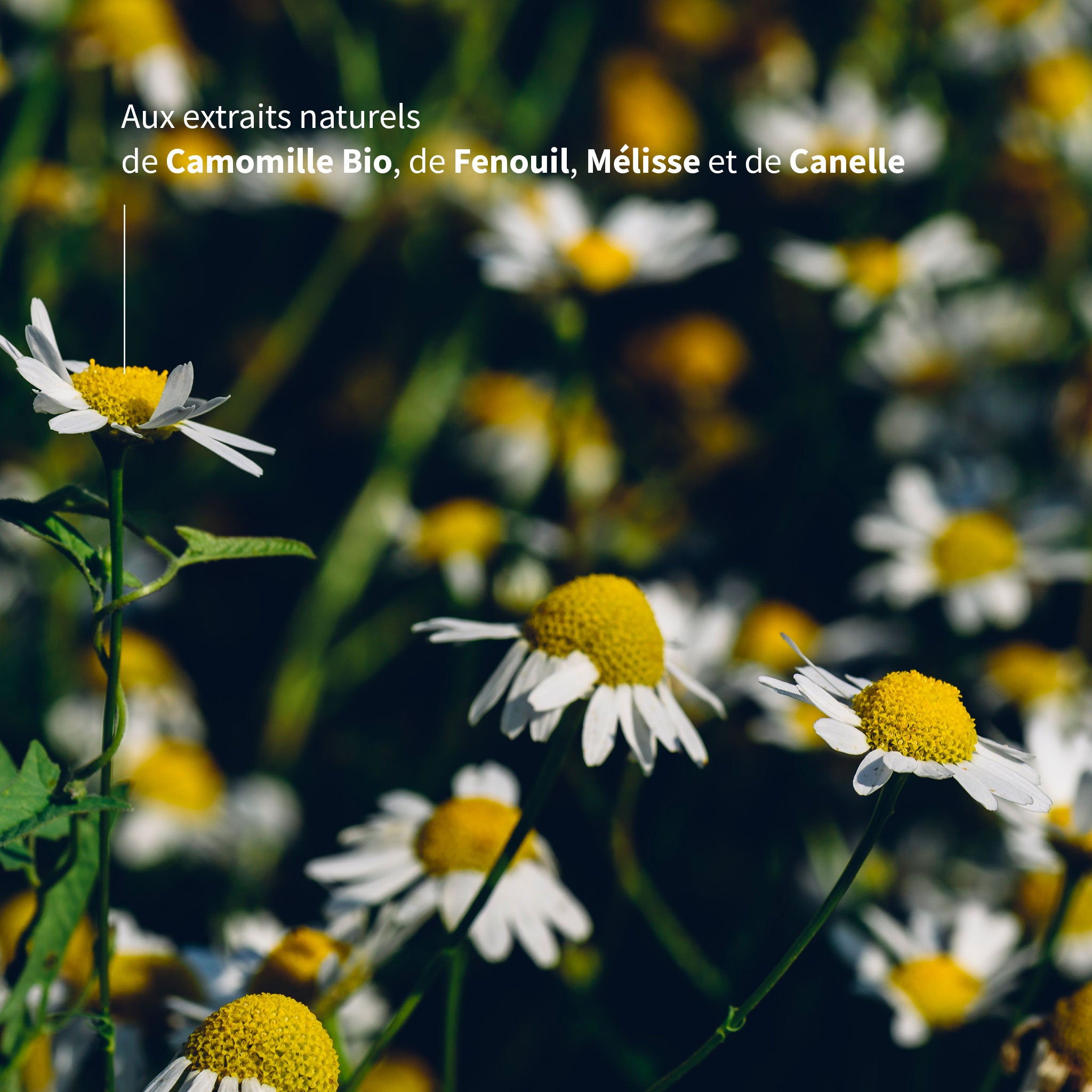 Infusion Confort Menstruel Bio