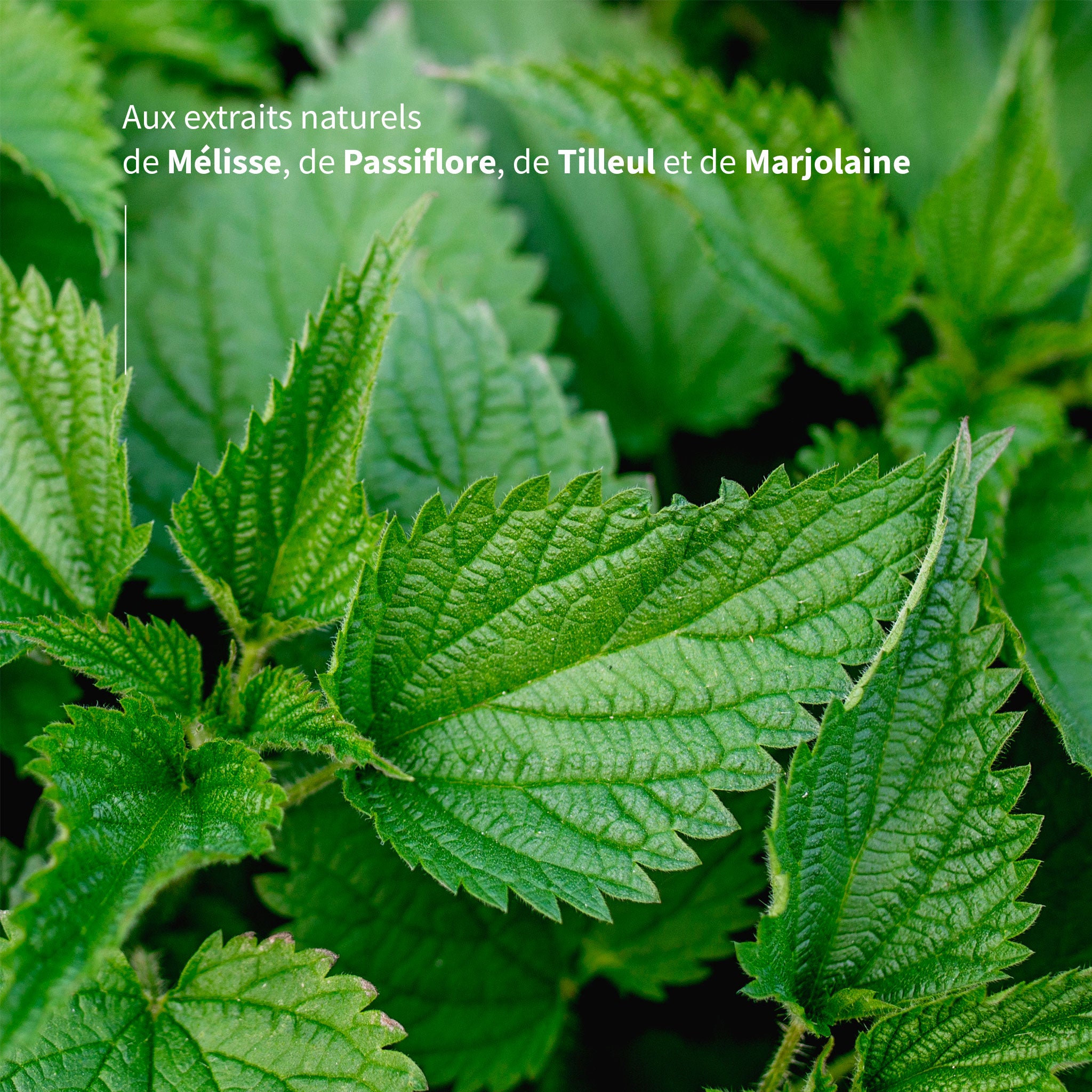 Infusion du Soir Bio – Sérénité