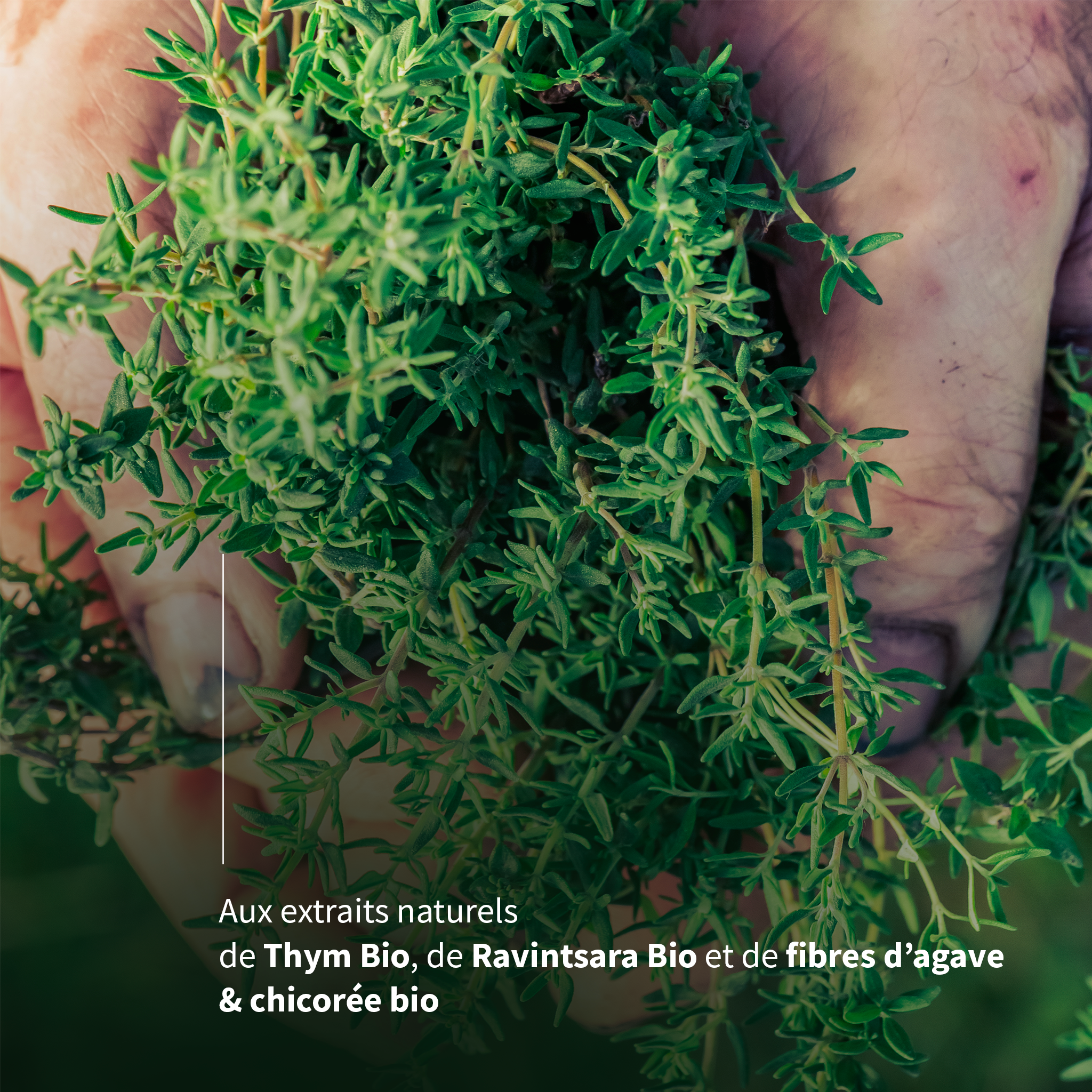 Concentré de Thym - 30 sachets