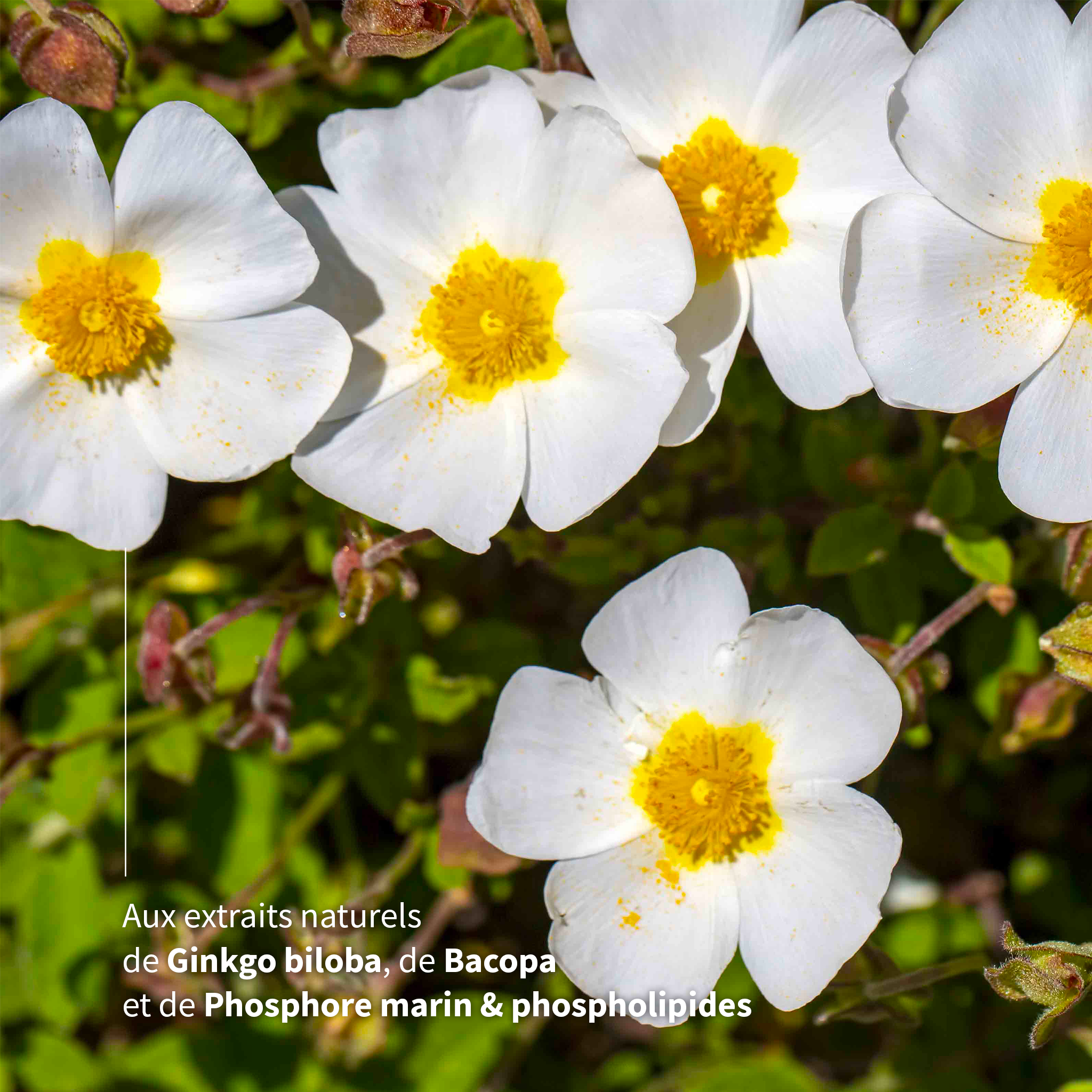 Neuro-Tonic FORT  60 Comprimés